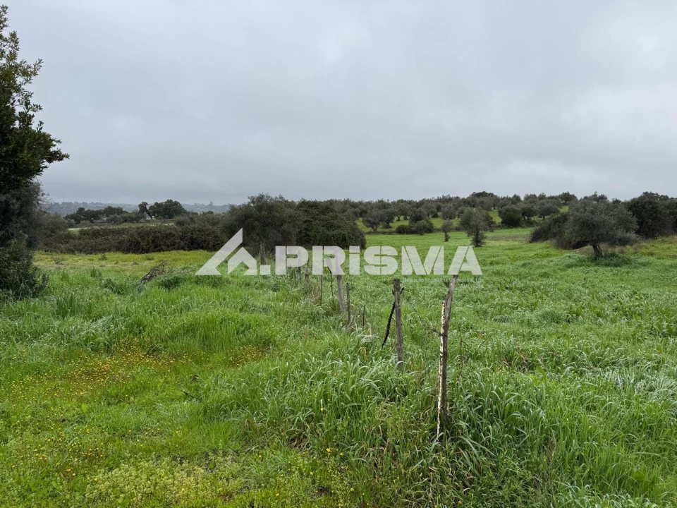Terreno para Venda em Castelo Branco Foto 13
