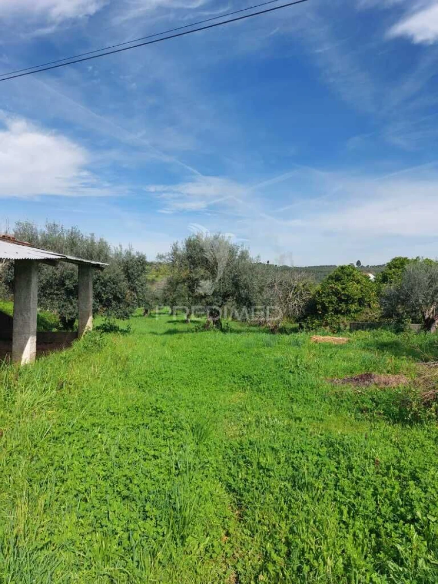 Quinta T3 para Venda em Madalena e Beselga Foto 18