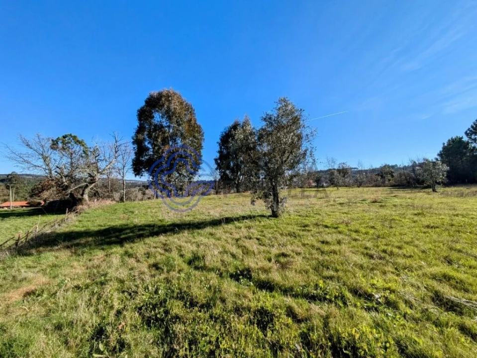 Terreno para Venda em Tavares (Chãs, Várzea e Travanca) Foto 16