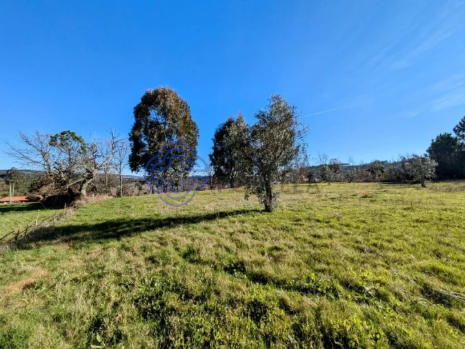 Terreno para Venda em Tavares (Chãs, Várzea e Travanca) Foto 16