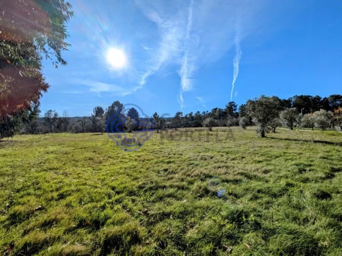 Terreno para Venda em Tavares (Chãs, Várzea e Travanca) Foto 14