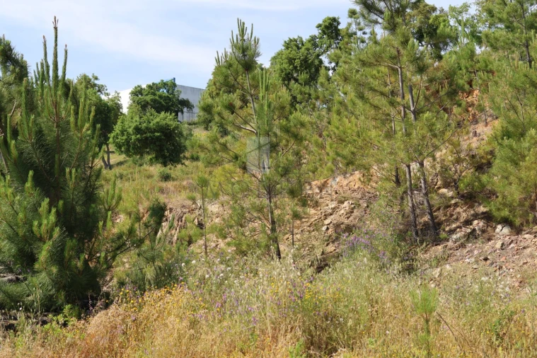 Terreno Misto para Venda em Sé e São Lourenço Foto 14