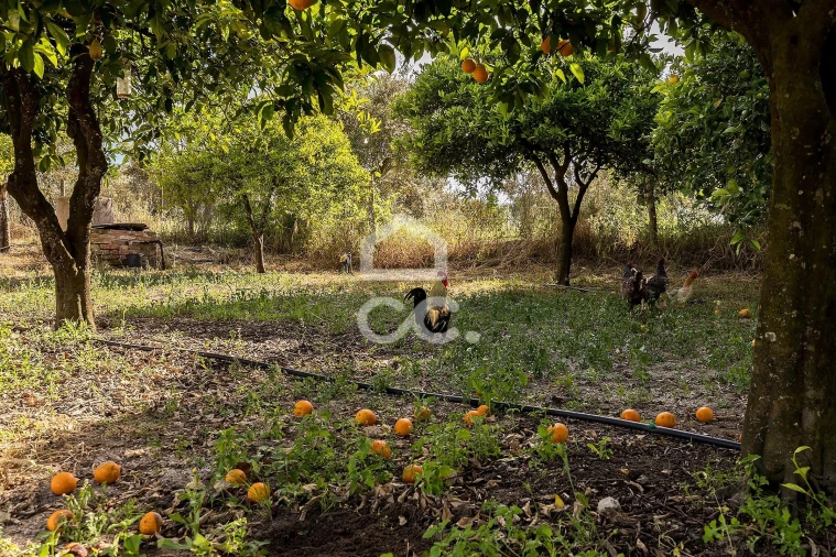 Quinta T2 para Venda em Mora Foto 67