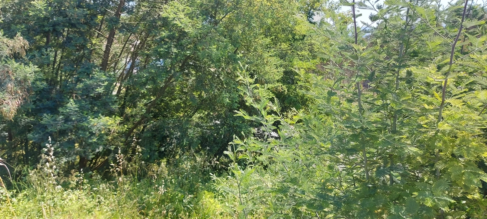 Terreno para Venda em Lousã e Vilarinho Foto 9