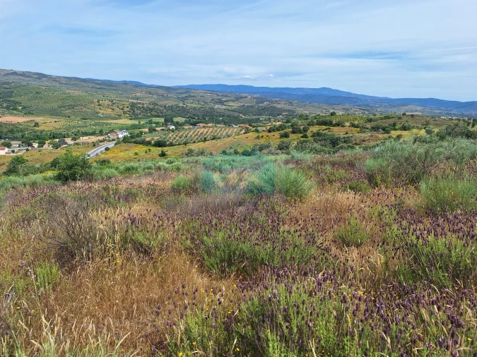 Terreno Agricola ou Rústico para Venda em Abambres Foto 4