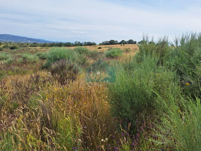 Terreno Agricola ou Rústico para Venda em Abambres Foto 8