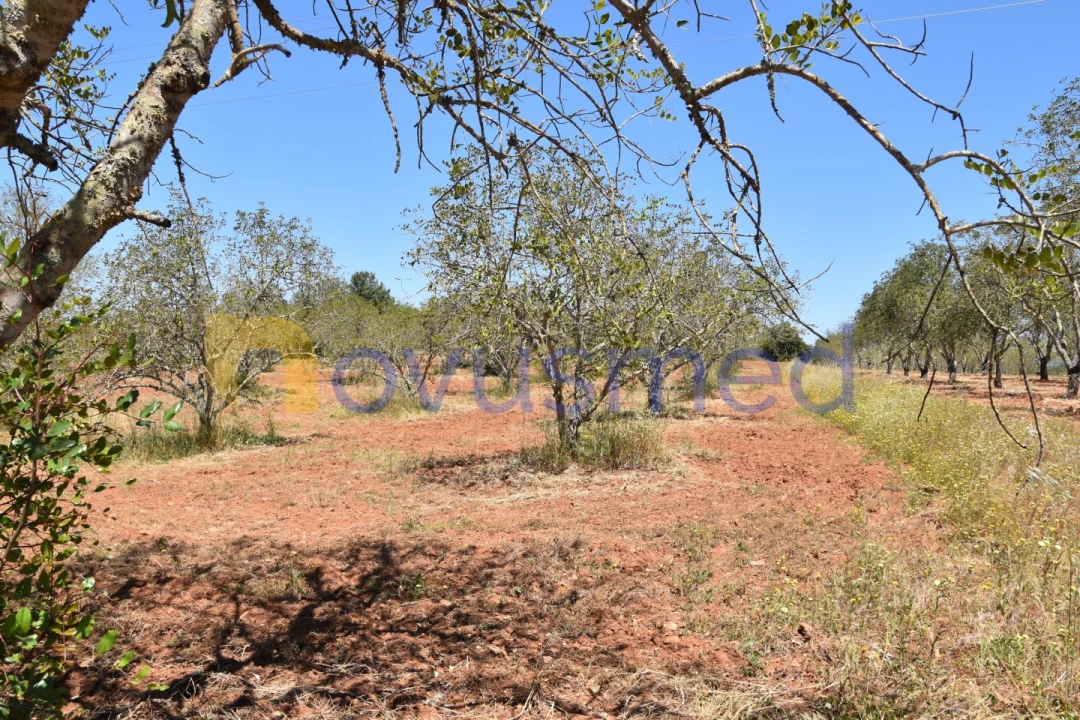 Terreno Agricola ou Rústico para Venda em Paderne Foto 5
