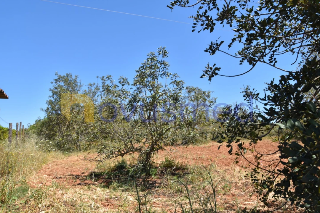 Terreno Agricola ou Rústico para Venda em Paderne Foto 7