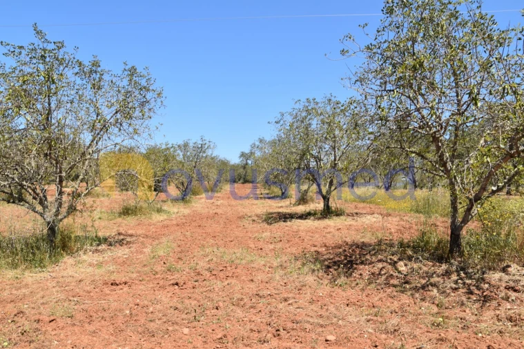Terreno Agricola ou Rústico para Venda em Paderne Foto 6