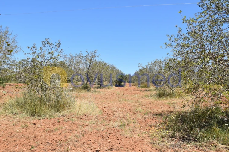 Terreno Agricola ou Rústico para Venda em Paderne Foto 2