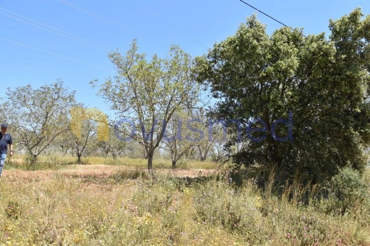 Terreno Agricola ou Rústico para Venda em Paderne Foto 8