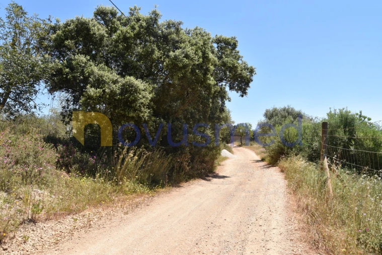 Terreno Agricola ou Rústico para Venda em Paderne Foto 12