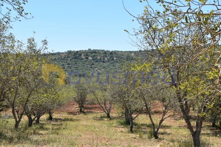 Terreno Agricola ou Rústico para Venda em Paderne Foto 15