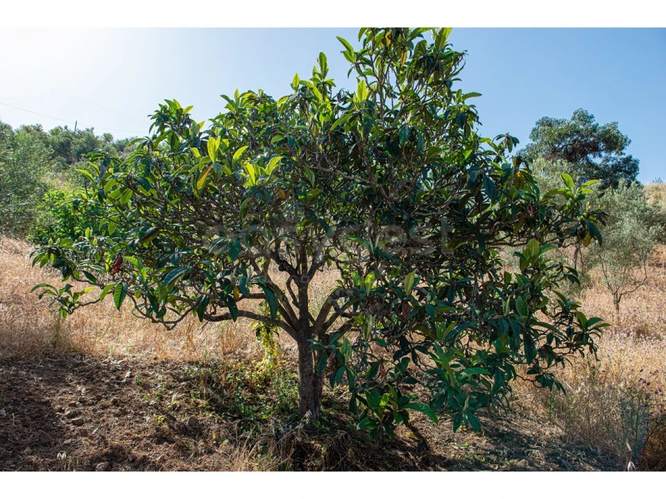 Terreno Agricola ou Rústico para Venda em Castro Marim Foto 34
