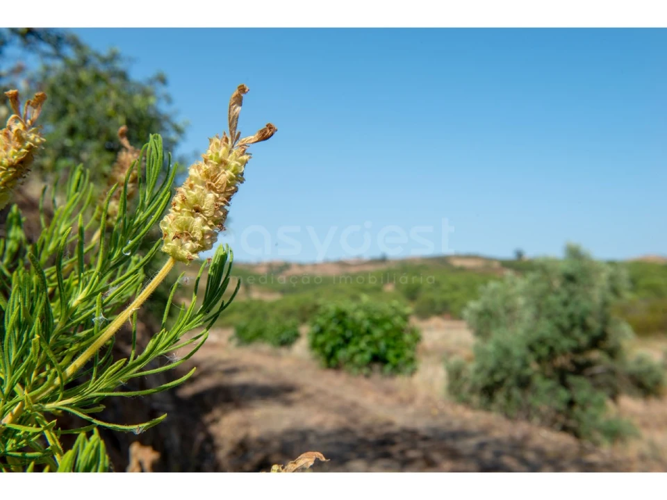 Terreno Agricola ou Rústico para Venda em Castro Marim Foto 39
