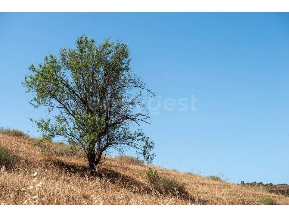 Terreno Agricola ou Rústico para Venda em Castro Marim Foto 41