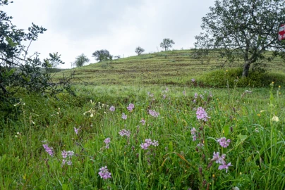 Terreno Agricola ou Rústico para Venda em Castro Marim
