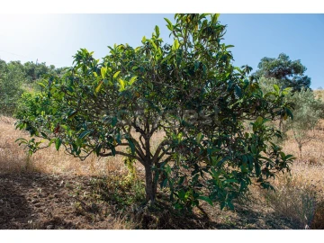 Terreno Agricola ou Rústico para Venda em Castro Marim