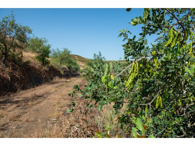 Terreno Agricola ou Rústico para Venda em Castro Marim Foto 15