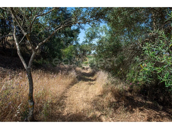 Terreno Agricola ou Rústico para Venda em Castro Marim Foto 38