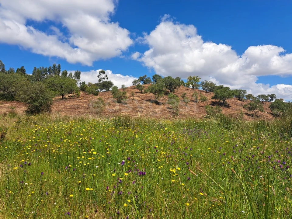 Terreno Agricola ou Rústico para Venda em Ourique Foto 2