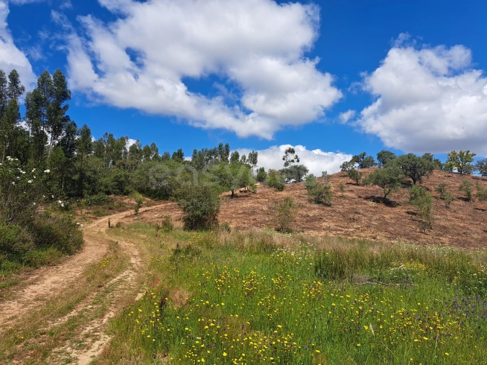 Terreno Agricola ou Rústico para Venda em Ourique Foto 3