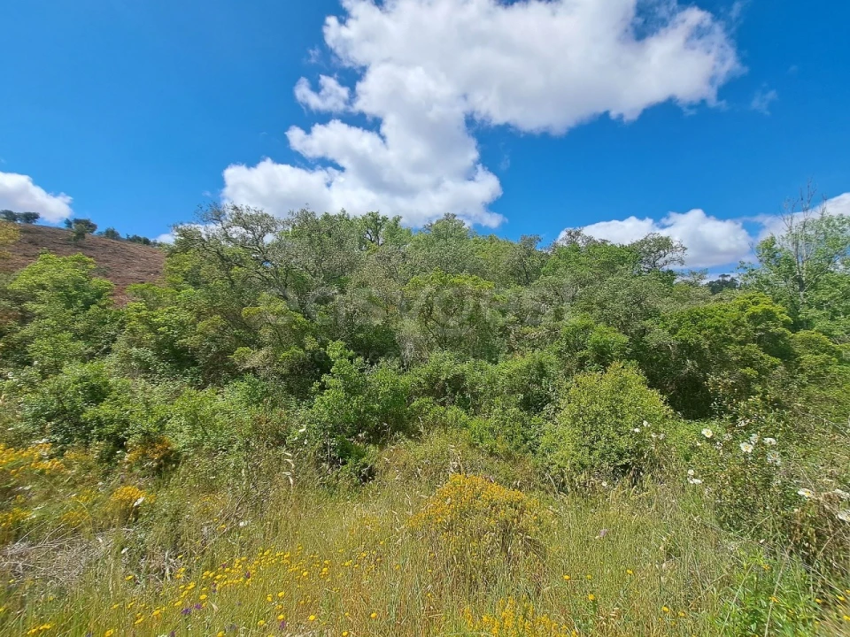 Terreno Agricola ou Rústico para Venda em Ourique Foto 14