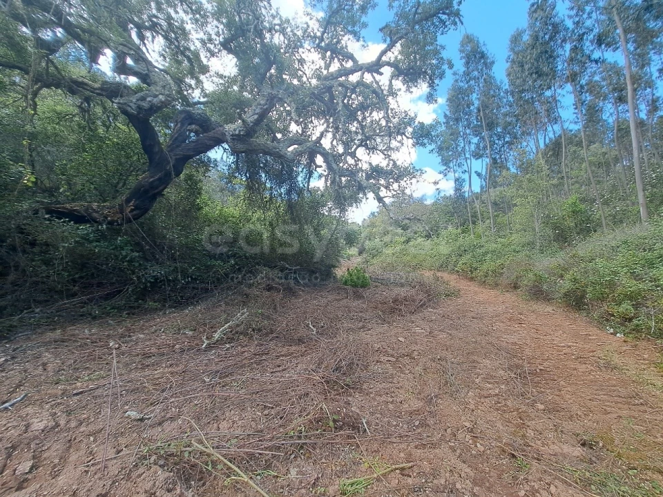 Terreno Agricola ou Rústico para Venda em Ourique Foto 22