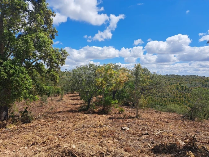 Terreno Agricola ou Rústico para Venda em Ourique Foto 5