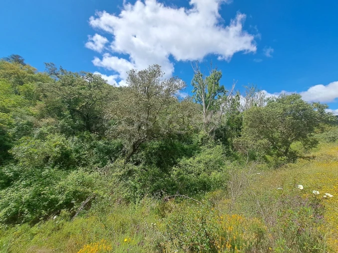 Terreno Agricola ou Rústico para Venda em Ourique Foto 17