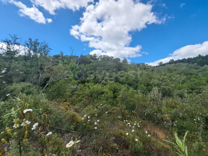 Terreno Agricola ou Rústico para Venda em Ourique Foto 21