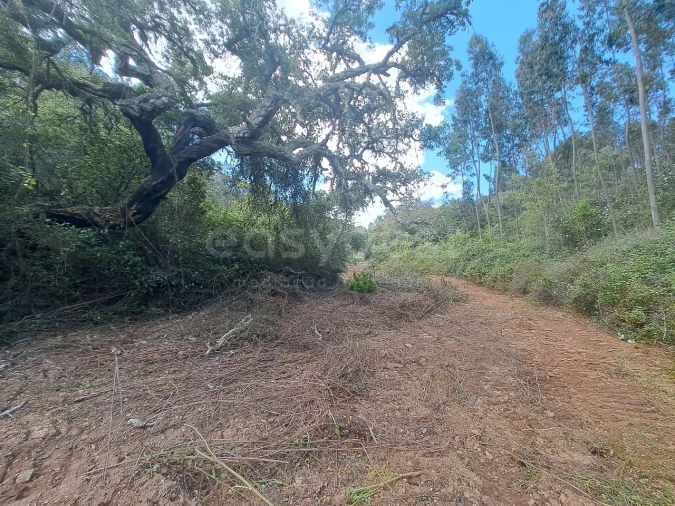 Terreno Agricola ou Rústico para Venda em Ourique Foto 22