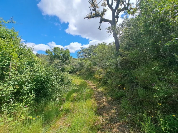 Terreno Agricola ou Rústico para Venda em Ourique Foto 29