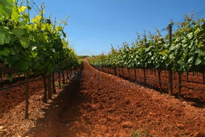 Terreno para Venda em Campelos e Outeiro da Cabeça