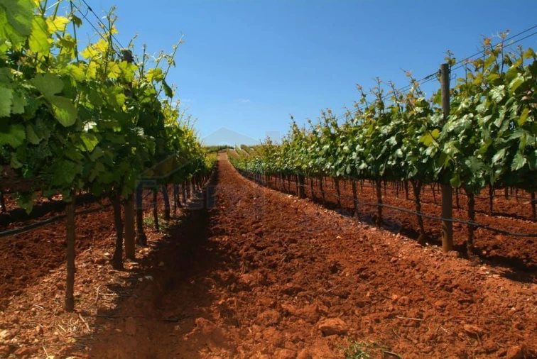 Terreno para Venda em Campelos e Outeiro da Cabeça Foto 23