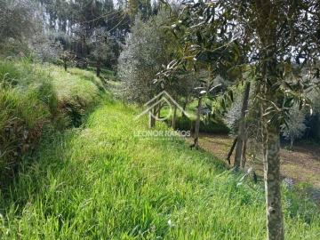 Terreno para Venda em Sertã