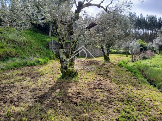 Terreno para Venda em Sertã Foto 3