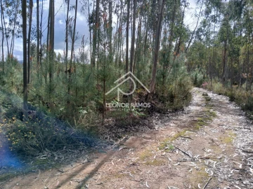 Terreno para Venda em Sertã