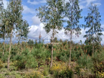 Terreno para Venda em Sertã