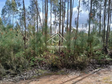 Terreno para Venda em Sertã