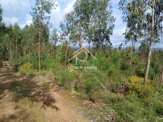 Terreno para Venda em Sertã Foto 3