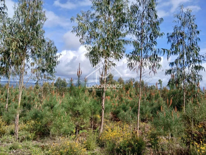 Terreno para Venda em Sertã Foto 2