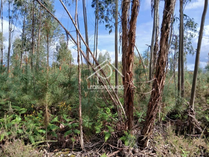 Terreno para Venda em Sertã Foto 7