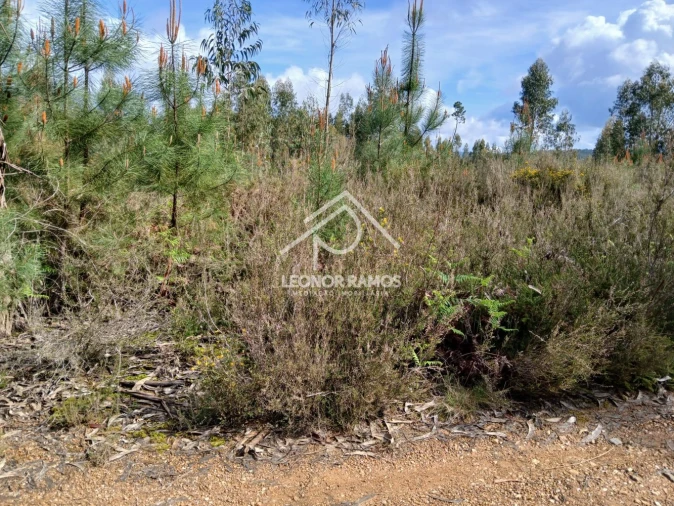 Terreno para Venda em Sertã Foto 6