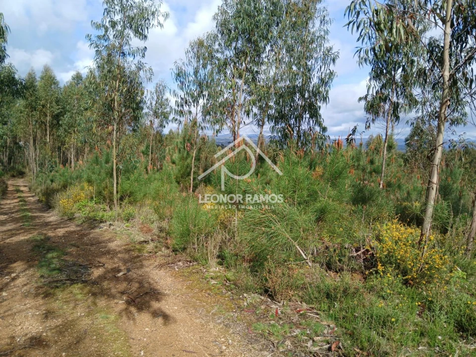 Terreno para Venda em Sertã Foto 3