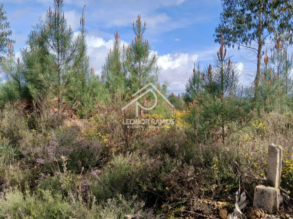 Terreno para Venda em Sertã Foto 1