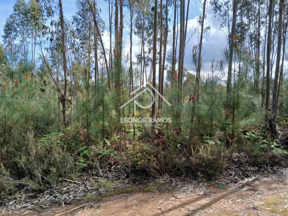 Terreno para Venda em Sertã Foto 9