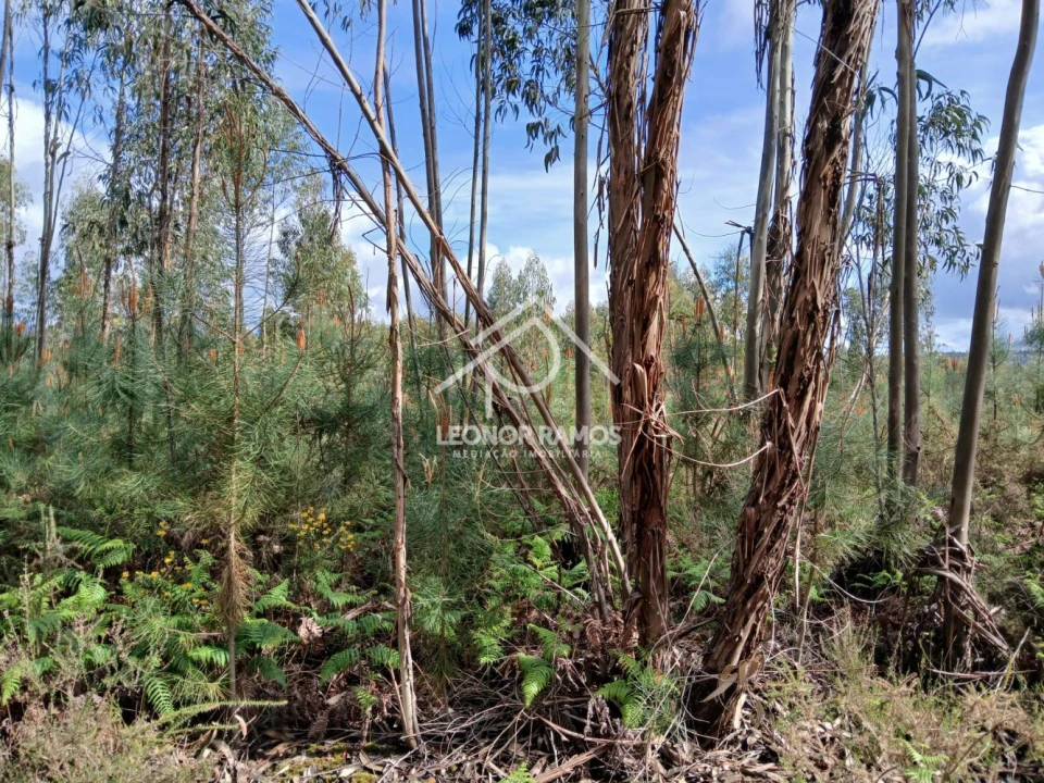 Terreno para Venda em Sertã Foto 7