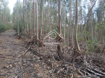 Terreno para Venda em Sertã