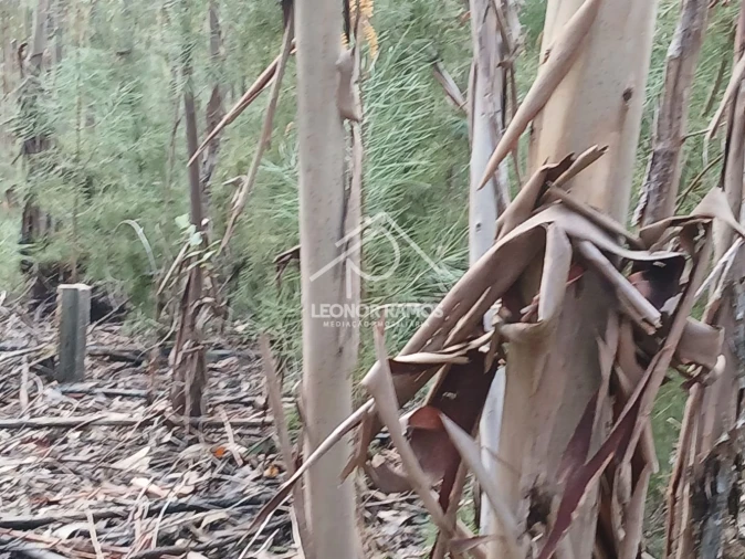 Terreno para Venda em Sertã Foto 5